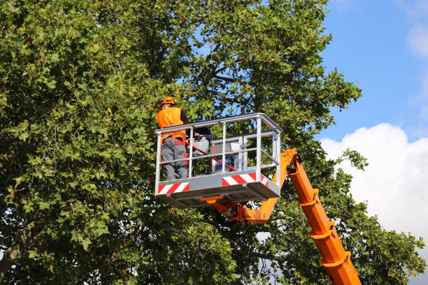 Why Choose Our Tree Removal Services in West Bishop, CA?