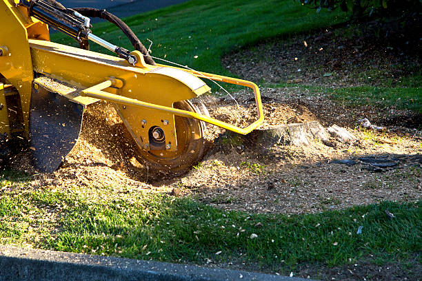 Artificial Turf Installation in West Bishop, CA