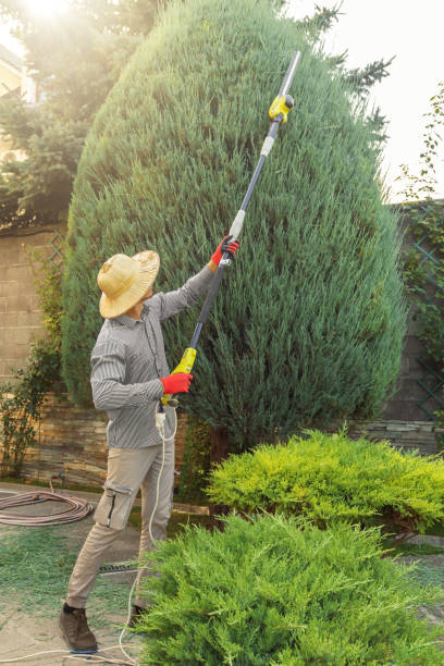 Lawn Pest Prevention in West Bishop, CA